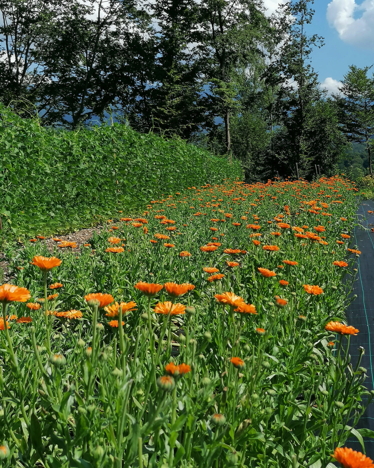 Francy-farm-dolomiti-00002